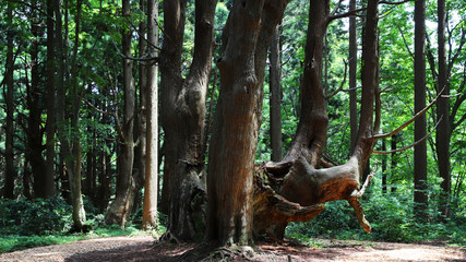 Fototapeta na wymiar 【山形県 日本の観光名所】幻想の森 ウラ杉
