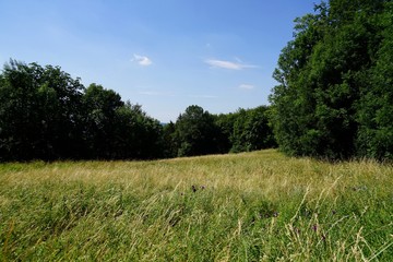 Wiese und Wald im Sommer in Bayern
