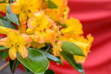 Vireya Rhododendron with rain drop and red blurred background