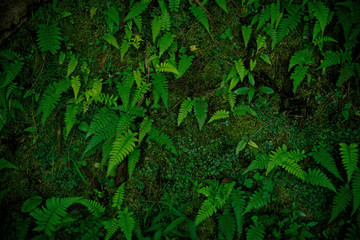 Fototapeta premium Tropikalne zielone liście na ciemnym tle.