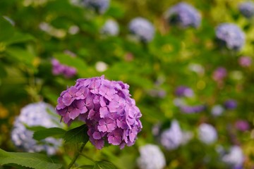 久安寺の紫陽花
