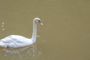 The swan is swimming in lake,Doi Tung Royal Villa,Thailand