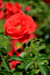 Rouge et jaune, rose d'été