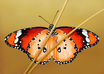 Closeup   beautiful butterfly sitting on flower.