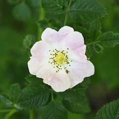 Flower of wild rose and green leaves.