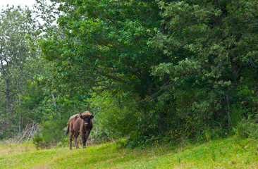 WISENT or EUROPEAN BISON - BISONTE EUROPEO (Bison bonasus)