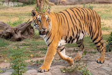 Naklejka na ściany i meble Royal Bengal tiger Looking aggressively into the distance at Zoo