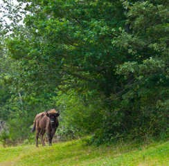 WISENT or EUROPEAN BISON - BISONTE EUROPEO (Bison bonasus) © JUAN CARLOS MUNOZ