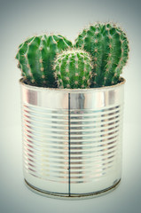 cactus in pot
