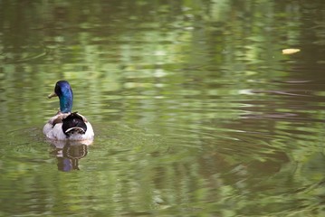 池を泳ぐマガモ