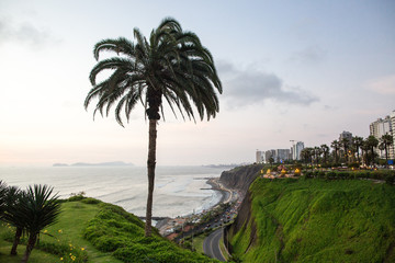 LIMA, PERU: Miraflores, lonely palm tree on the background of the city