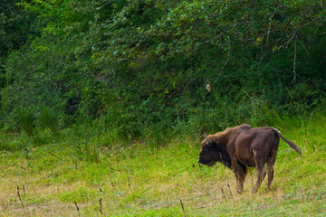 WISENT or EUROPEAN BISON - BISONTE EUROPEO (Bison bonasus) © JUAN CARLOS MUNOZ