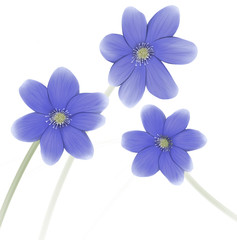 Beautiful Deep Blue flower isolated on white background