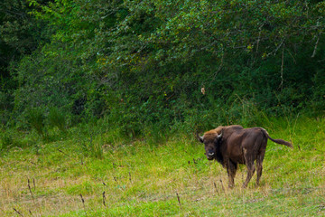 WISENT or EUROPEAN BISON - BISONTE EUROPEO (Bison bonasus) © JUAN CARLOS MUNOZ