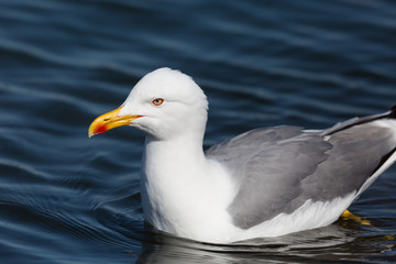 Fototapeta na wymiar close-up swimming yellow-legged gull (larus michahellis)