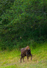 WISENT or EUROPEAN BISON - BISONTE EUROPEO (Bison bonasus) © JUAN CARLOS MUNOZ