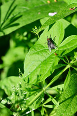 Black fly on green leaf.