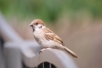 ひと休みしているスズメ