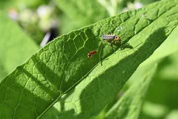Fototapeta premium Small brown beetle on green leaf.