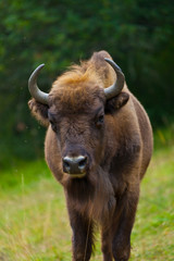 WISENT or EUROPEAN BISON - BISONTE EUROPEO (Bison bonasus) © JUAN CARLOS MUNOZ