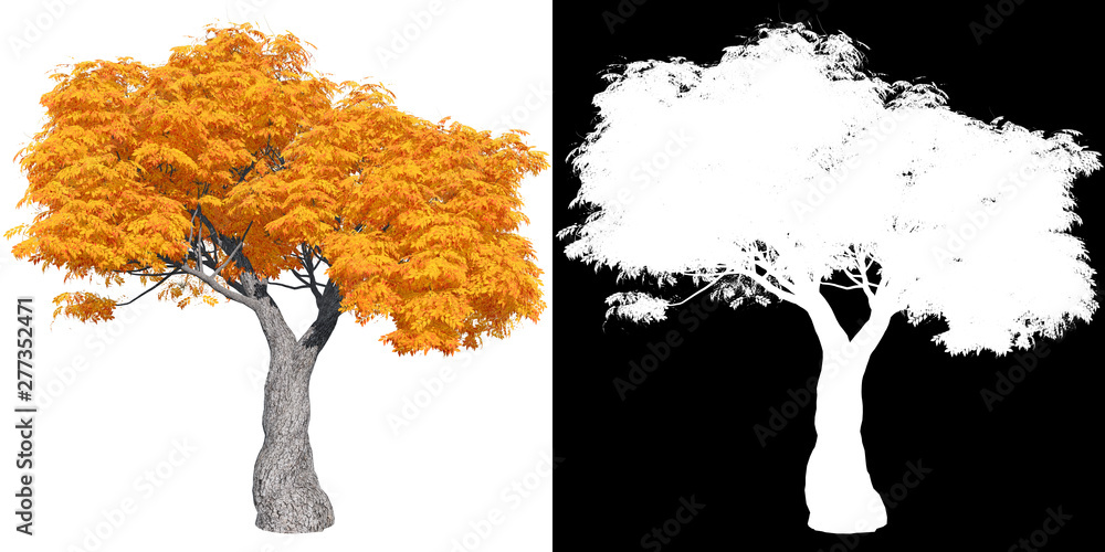 Wall mural red autumn maple tree isolated with mask for easy isolation from background