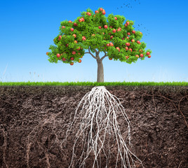 an apple tree and soil with roots and grass 3D illustration