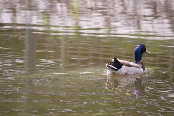 池を泳ぐマガモ