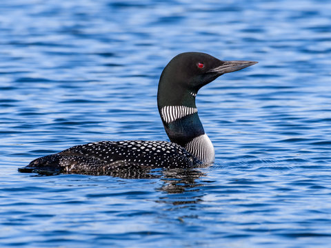 Common Loon Swimming In Blue Water 