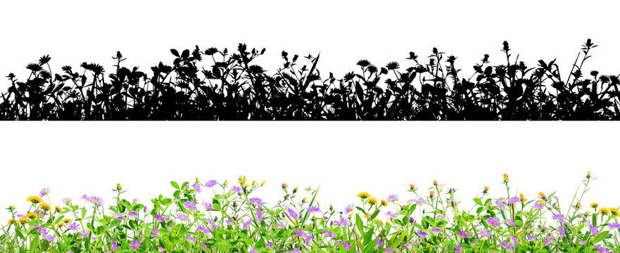 clover flowers and grass isolated on black background with alpha mask