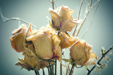 withered roses