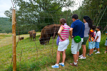 WISENT or EUROPEAN BISON - BISONTE EUROPEO (Bison bonasus), San Cebrián de Mudá, Palencia, Castilla y León, Spain, Europe © JUAN CARLOS MUNOZ