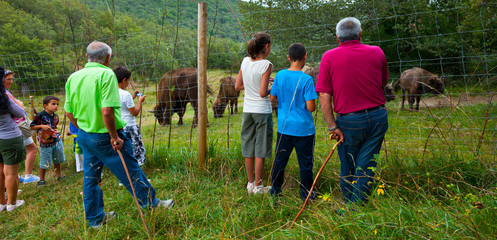 WISENT or EUROPEAN BISON - BISONTE EUROPEO (Bison bonasus), San Cebrián de Mudá, Palencia, Castilla y León, Spain, Europe © JUAN CARLOS MUNOZ