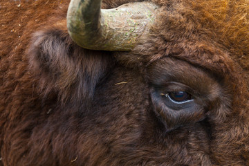 WISENT or EUROPEAN BISON - BISONTE EUROPEO (Bison bonasus) © JUAN CARLOS MUNOZ