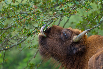 WISENT or EUROPEAN BISON - BISONTE EUROPEO (Bison bonasus) © JUAN CARLOS MUNOZ
