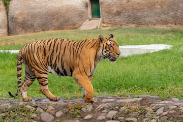 Beautiful Royal Bengal Tiger walking in Zoo
