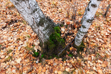 Silver birch in the wild