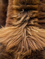 WISENT or EUROPEAN BISON - BISONTE EUROPEO (Bison bonasus) © JUAN CARLOS MUNOZ