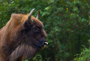 WISENT or EUROPEAN BISON - BISONTE EUROPEO (Bison bonasus) © JUAN CARLOS MUNOZ