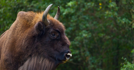 WISENT or EUROPEAN BISON - BISONTE EUROPEO (Bison bonasus) © JUAN CARLOS MUNOZ