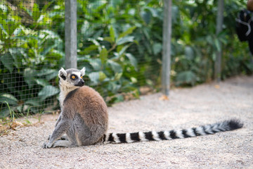 Ring-tailed lemur kept in a zoo in captivity.