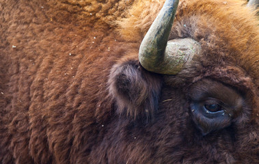 WISENT or EUROPEAN BISON - BISONTE EUROPEO (Bison bonasus) © JUAN CARLOS MUNOZ