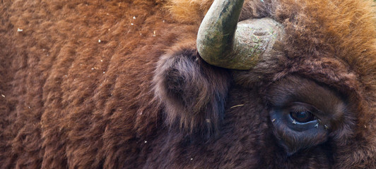 WISENT or EUROPEAN BISON - BISONTE EUROPEO (Bison bonasus) © JUAN CARLOS MUNOZ
