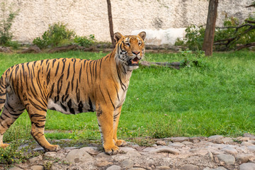 Royal Bengal tiger Looking into the distance at Zoo.