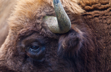 WISENT or EUROPEAN BISON - BISONTE EUROPEO (Bison bonasus) © JUAN CARLOS MUNOZ