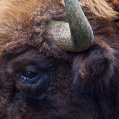 WISENT or EUROPEAN BISON - BISONTE EUROPEO (Bison bonasus) © JUAN CARLOS MUNOZ