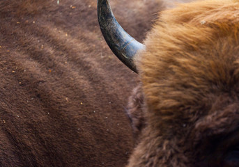 WISENT or EUROPEAN BISON - BISONTE EUROPEO (Bison bonasus) © JUAN CARLOS MUNOZ