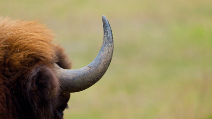 WISENT or EUROPEAN BISON - BISONTE EUROPEO (Bison bonasus) © JUAN CARLOS MUNOZ