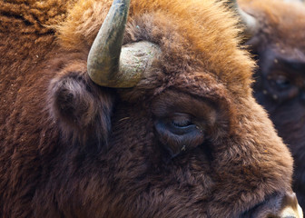WISENT or EUROPEAN BISON - BISONTE EUROPEO (Bison bonasus) © JUAN CARLOS MUNOZ