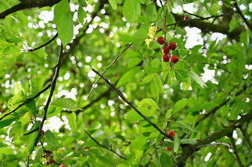 Red cherries on the tree.