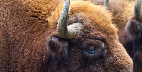 WISENT or EUROPEAN BISON - BISONTE EUROPEO (Bison bonasus) © JUAN CARLOS MUNOZ